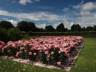 Rose Garden, St. Anne's Park
