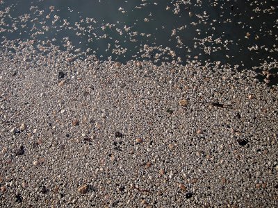 Pumice floating on Lago Ranco