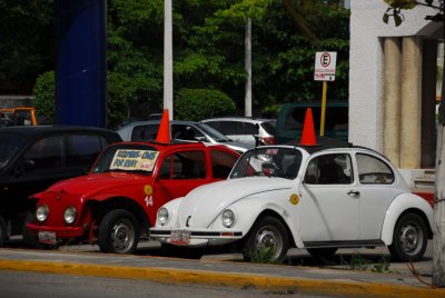 beetles.jpg