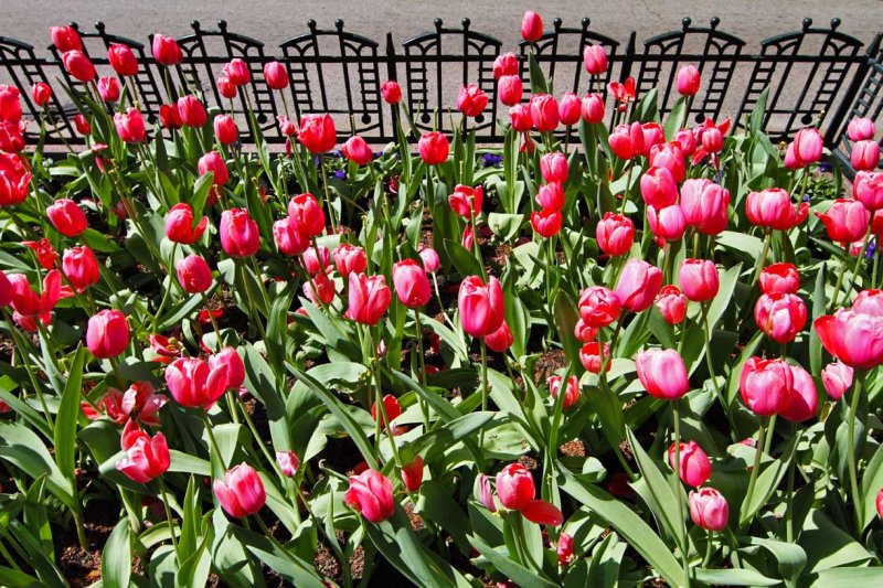 Tulips on State Street