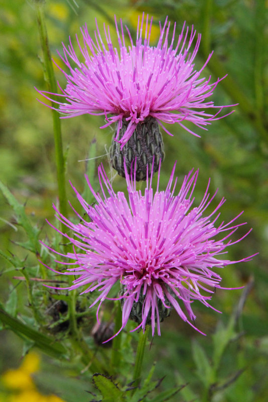 Thistle Time