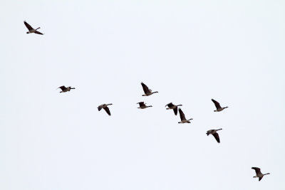Flock Around the Clock