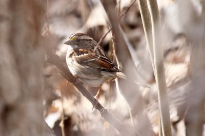 Bird in a Bush