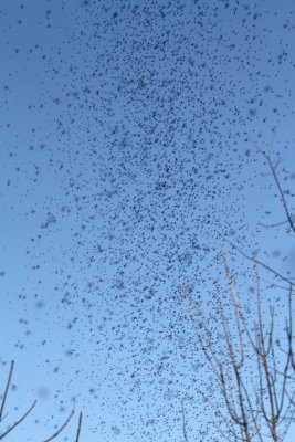 Spring Swarm