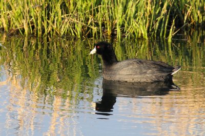 Coot Considering