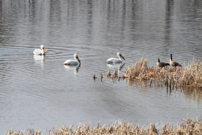 Precession of Pelicans