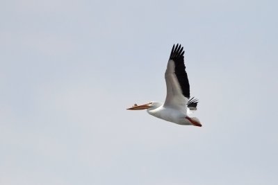 Pumped Pelican