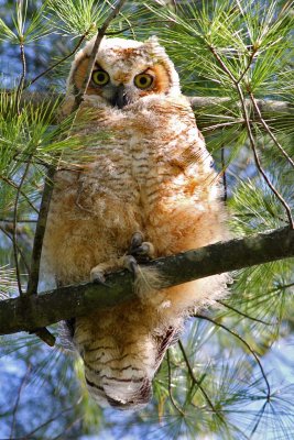 Owlet Above