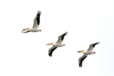 Pelicans Passing By