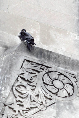 Talons on the Tower