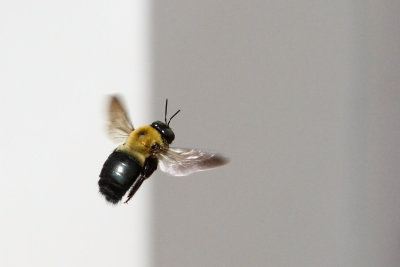 Bartlett Bee