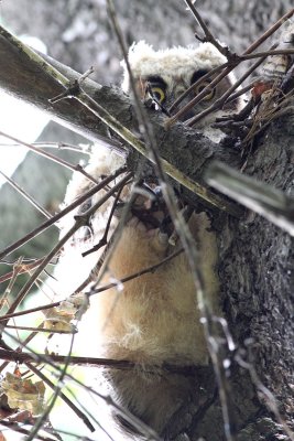 Owlet Alone