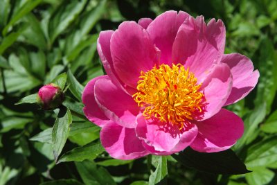 Peonies in the Park