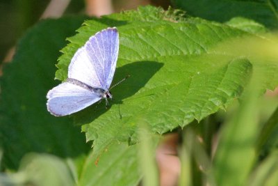 Spring Skies in a Butterfly