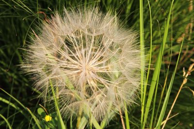 Seedy Sphere