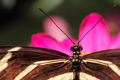 Flower Radar