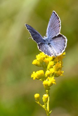 Baby Blue Butterfly