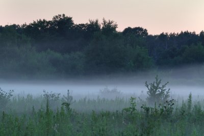 Meadow in the Mist