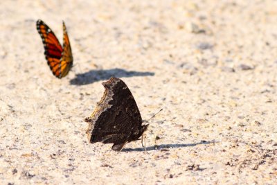 Backroad Butterflies