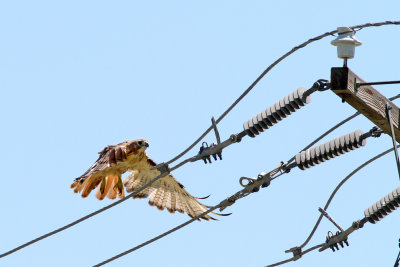 Hawk on Down the Line