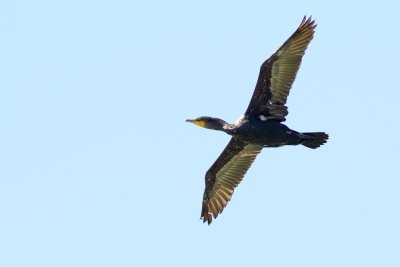 Cormorant Caper