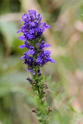 Prairie Purple