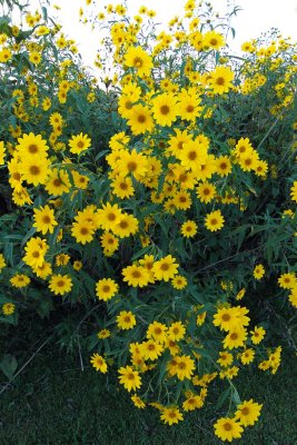 Sun and Prairie Wildflowers