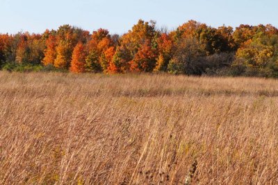 Fall in the Distance