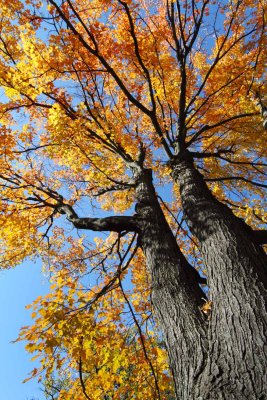 Fall in the Tree Tops