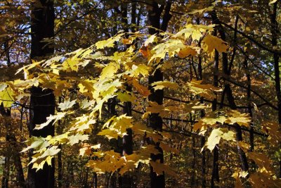 Fall Floating in the Air