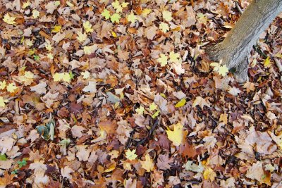 Fall Carpet