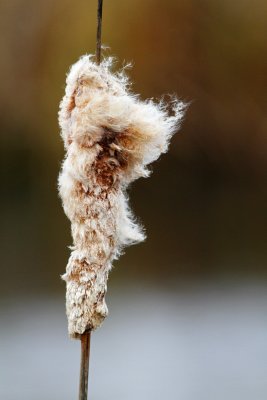 Cattail Coming Apart