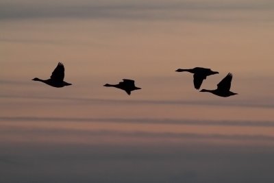 Geese Following Their Insticts
