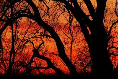 Trees in the Sunset Sky