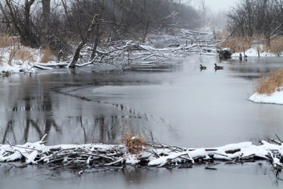 Winter Comes to a Creek