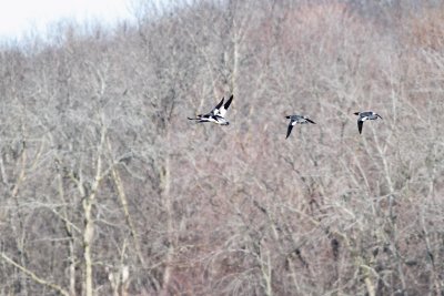 Mergansers on the Move