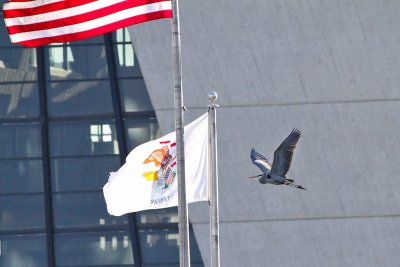 Flying with the Flags
