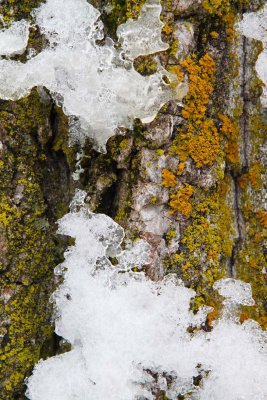 Lichens and Ice