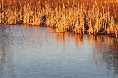 Warming Light on the Pond