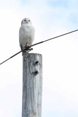 Impersonating a Pole
