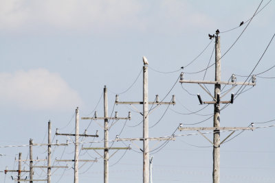 One Bird to a Pole Please