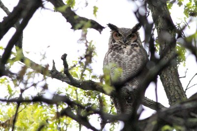 Not a Happy Bird