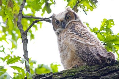 High Hoot