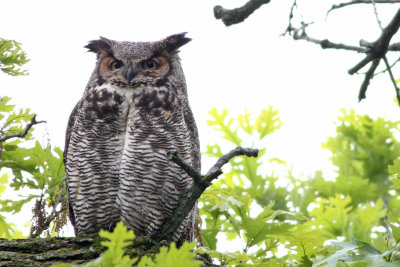 A Wise Old Owl Sat on an Oak