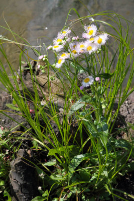 Wildflowers in the Water