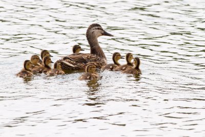 Sticking with Mom