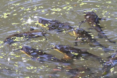 Bunch of Bullheads