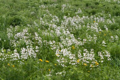 Round One on the Prairie