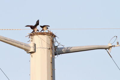 Activity at the Nest