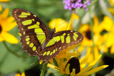 Flower Fly